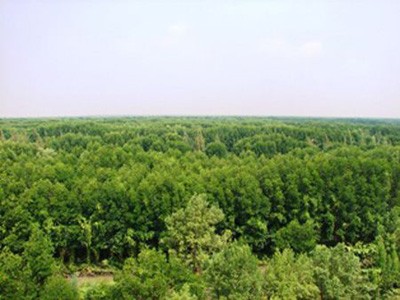 A view of the U Minh Ha cajuput forest in the Mekong Delta.